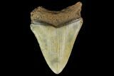 Bargain, 3.93" Fossil Megalodon Tooth - North Carolina - #131598-2